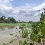 Arari para o mundo ver