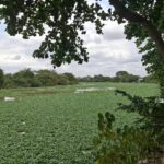 Rio Mearim – Arari – MA