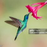 O colibri, o poeta em o diálogo da saudade
