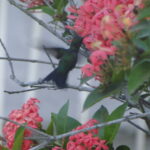 O cobri da estação